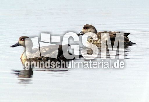 Patagonische Schopfente (4 von 5).jpg